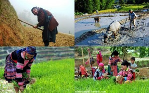 Les auteurs des rizières en terrasses : les La Chi, Dao et Nung