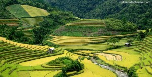 Les rizières en gradins sue la route vers Hoang Su Phi