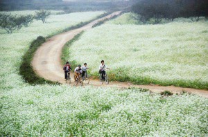 Des champs fleurs de sénevés blanches à Moc Chau